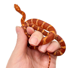 Полоз маисовый Hypomelanistic, М