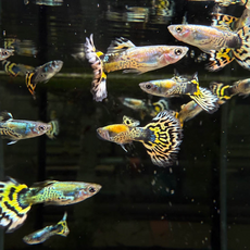 Гуппи Бенгальский Тигр (самец) (Poecilia reticulata var.)