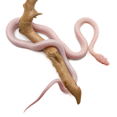 Полоз маисовый  Opal ( Amel & Lavender) Tessera