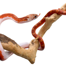 Полоз маисовый Blood Red pied sided