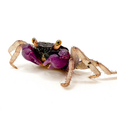 Краб Вампир Орхидея (самцы) (Geosesarma sp.)