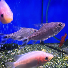 Семапрохилолдус многоштриховый (Semaprochilodus latipes "taeniurus")