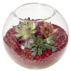 Флорариум "Красная королева"