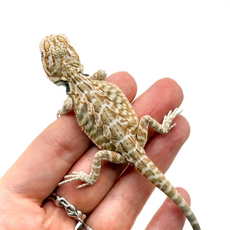 Агама бородатая Hypo Leatherback  het translucent  het zero (Stripe bluebar tiger)