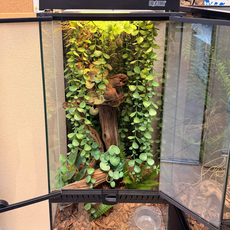 Террариумный комплект "Ривенделл"