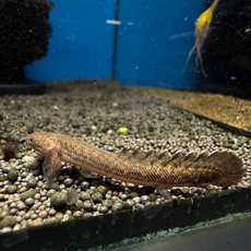 Полиптерус Теугелси (Polypterus teugelsi)