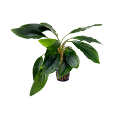 Хомаломена серебристая (в горшке) (Homalomena sp silver)