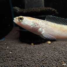 Змееголов пульхера золотой (Channa pulchra)