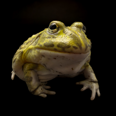 Роющая лягушка Водонос, М