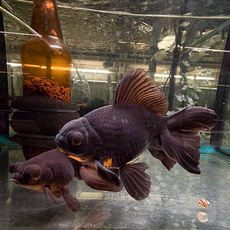 Золотая рыбка Телескоп черный XL (Carassius auratus var.)