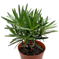 Подокарпус крупнолистный, в ассортименте