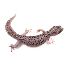 Эублефар total eclipse L