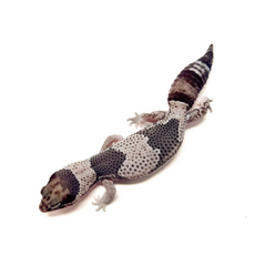 Гемитеконикс толстохвостый Oreo get Zulu