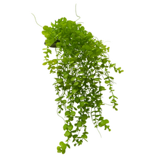 Искусственное растение на подставке Фитодизайн, 68х35 см