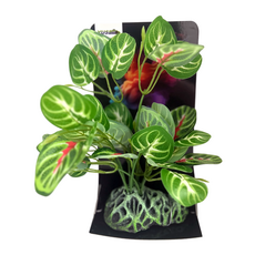 Искусственное растение на подложке Фиттония 11х7х25см