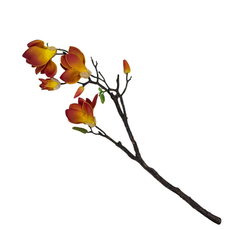 Ветвь магнолии цветущая