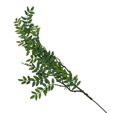 Ветка акации