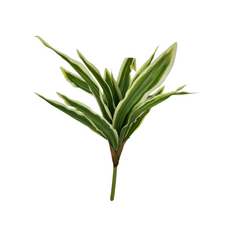 Листья драцены