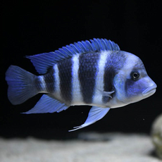 Фронтоза М (Cyphotilapia frontosa)