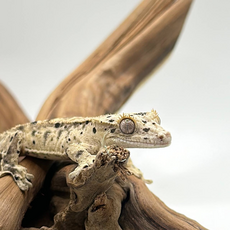 Геккон новокаледонский реснитчатый (бананоед) super dalmatin