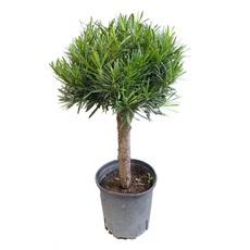 Подокарпус крупнолистный, в ассортименте