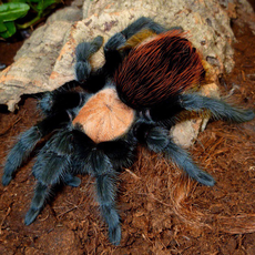 Паук-птицеед Br. albiceps, L6-8