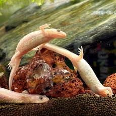 Тритон испанский золотой (S) (Pleurodeles waltl albino)