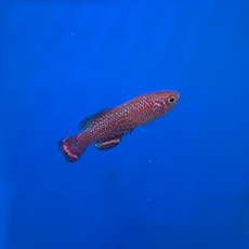 Нотобранхиус мраморный (Nothobranchius marmoreus)