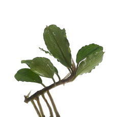 Буцефаландра Гермес (ветка) (Bucephalandra Brownie Hermes)