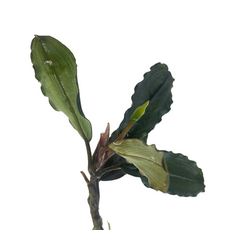 Буцефаландра Аид (ветка) (Bucephalandra sp. Hades)