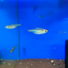 Конго золотой (Alestopetersius caudalis)
