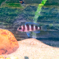 Неолампрологус пятиполосый (Neolamprologus tretocephalus)