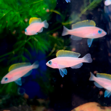 Неолампрологус крапчатохвостый (Neolamprologus caudopunctatus)