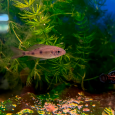 Офтальмотиляпия вентралис (Ophthalmotilapia ventralis)