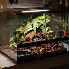 Террариумный комплект "Ермунганд"