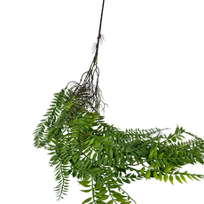 Иглица ампельная