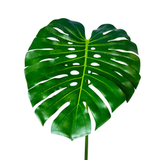 Лист монстеры большой