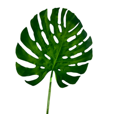 Лист монстеры