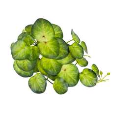 Пилея ампельная