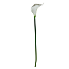 Калла белая