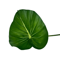 Лист тропический