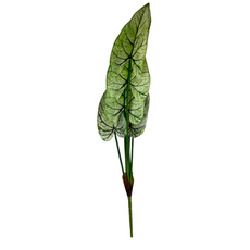 Куст антуриум