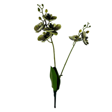 Орхидея с листьями