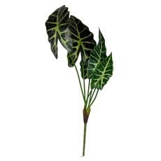 Куст алоказии