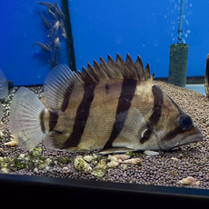 Окунь тигровый меконгский (Datnioides undecimradiatus)