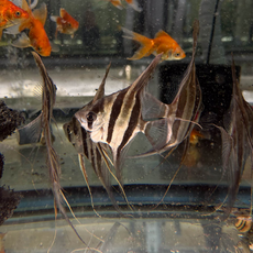 Альтум Ориноко (Pterophyllum Altum)