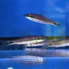 Водорослеед сетчатый "Бородоед" GLO (ассорти) (Crossocheilus reticulatus var.)