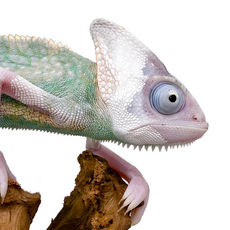 Хамелеон йеменский (шлемоносный) Piebald, самец