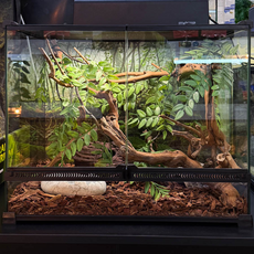 Террариумный комплект "Туманный лес"