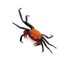 Краб оранжевый (самец) (Geosesarma anambas)